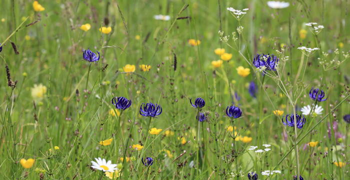Blumenwiese