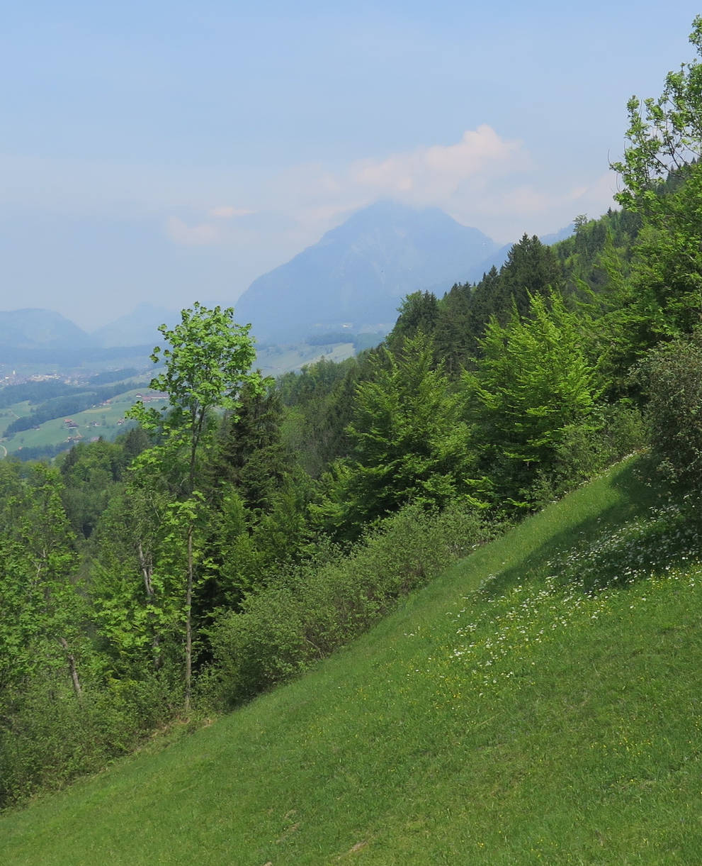 Muisschwendli