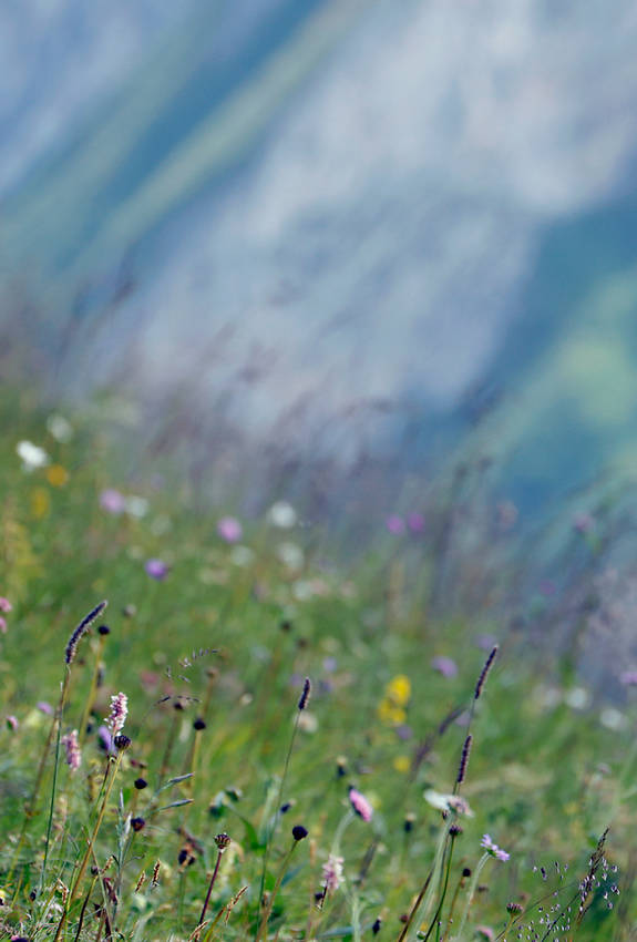 Bergwiese